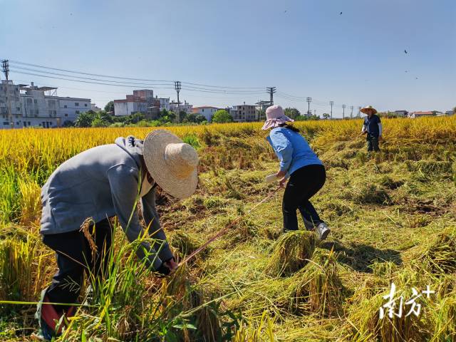 超聲種子增產(chǎn)預(yù)處理后<div   id=